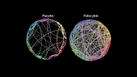 Homological Scaffold