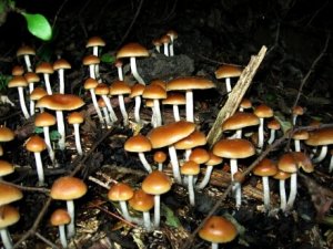 Psilocybe_cyanofriscosa-440x330