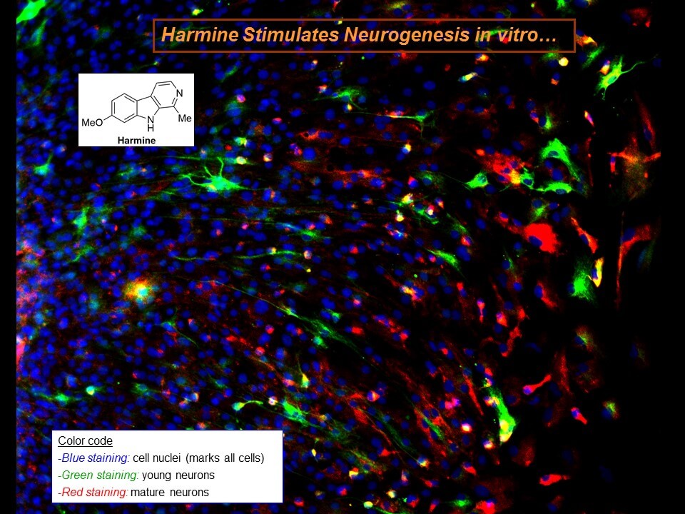 Neurogenesis_Harmine