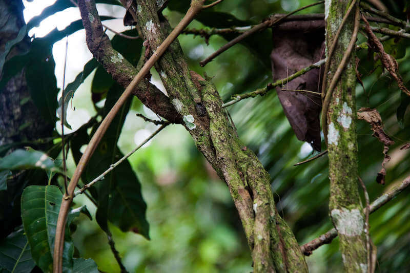 Ayahuasca/DMT — The Beckley Foundation