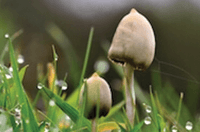 Psilocybe