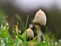 Psilocybe_liberty-cap2