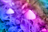 Psilocybin Half