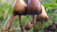 Miami heral Psilocybe_semilanceata_6514